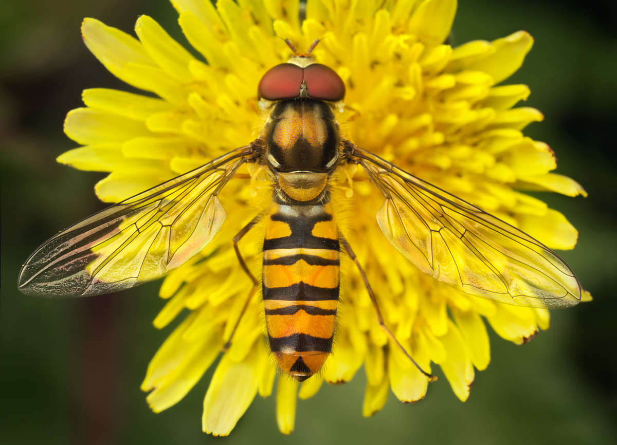 Marmalade Hoverfly 6